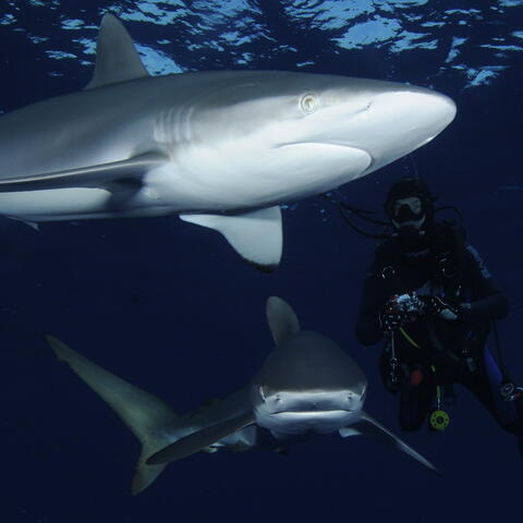 Potápění nejen se žraloky na Kubě 2009