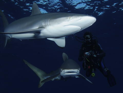 Potápění nejen se žraloky na Kubě 2009